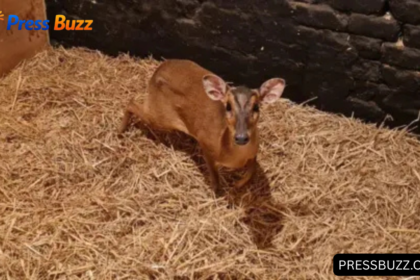 Muntjac M&S