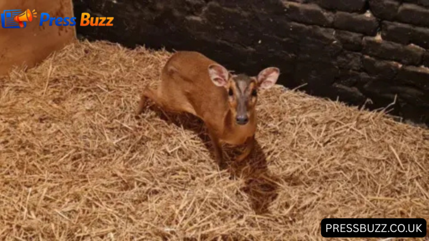 Muntjac M&S